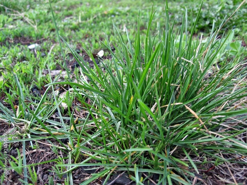 Green grass sesleria caerulea