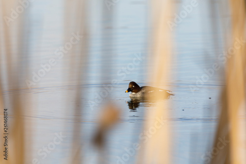 Female Barrow's goldeneye swim in a lake photo