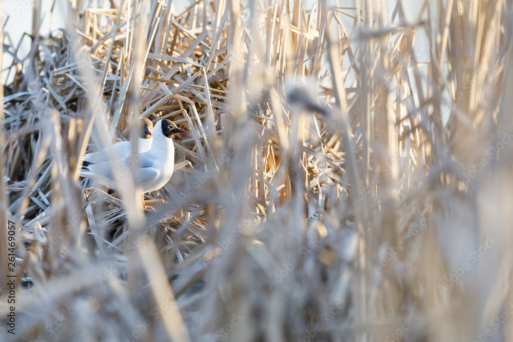 Fototapeta premium Terns breed in nest made of reed