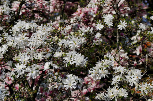 View of flowering white star stellata magnolia tree in the spring garden