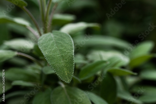 Feuille de sauge