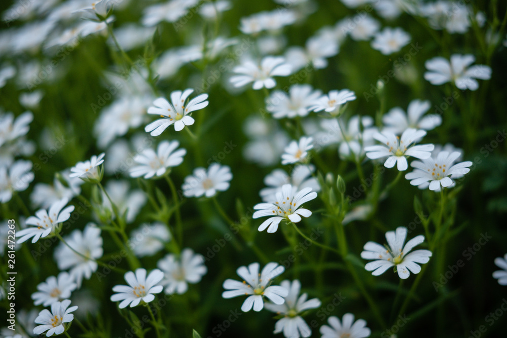 Fleurs blanches de printemps Fleurs blanches de printemps