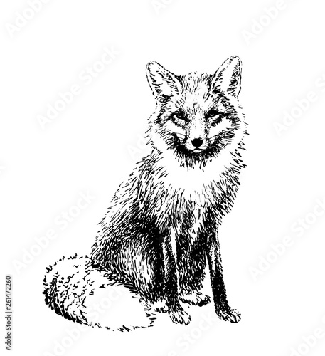 Fox engraved illustration. Vector