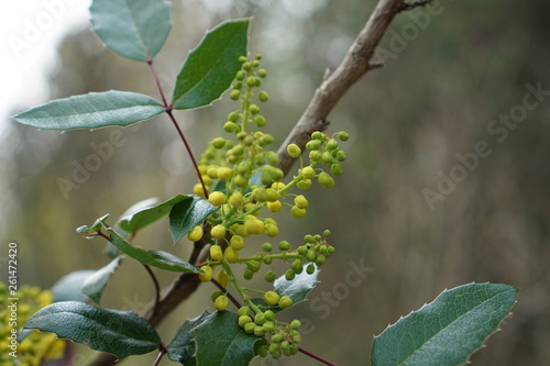 branch of a tree