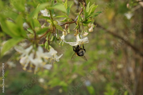 bumblebee on flower