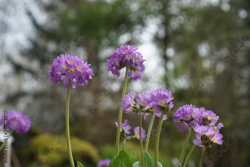 purple flowers in field