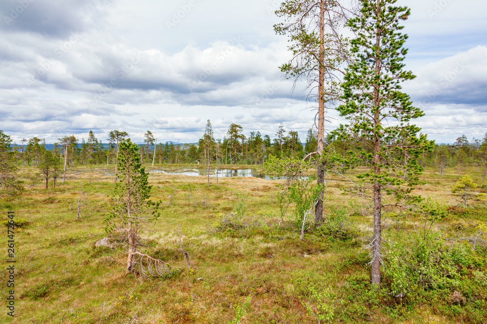 Fototapeta premium Moor landscape with a lake in the wild woodland