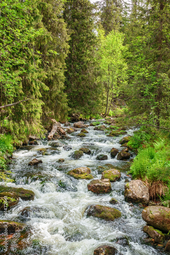 Fototapeta premium Water flowing in the woods