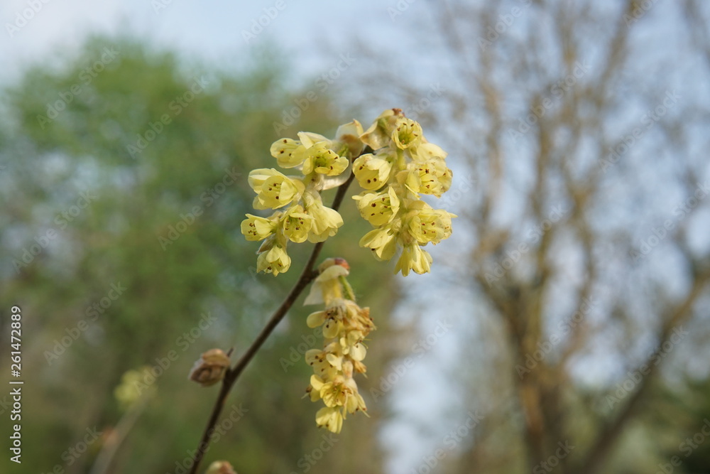 branch of a tree in spring