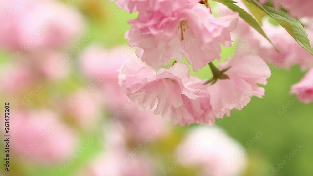 Cherry blossoms in springtime - branches of trees waving in the wind Cherry blossoms in springtime - branches of trees waving in the wind