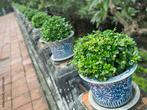 Green shrubs in Chinese pots,  blue and white porcelain,.Arranged in rows placed on poles with algae.Focus on the front bush