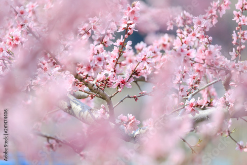 Peach Blossom - Spring of Japan - © norimoto