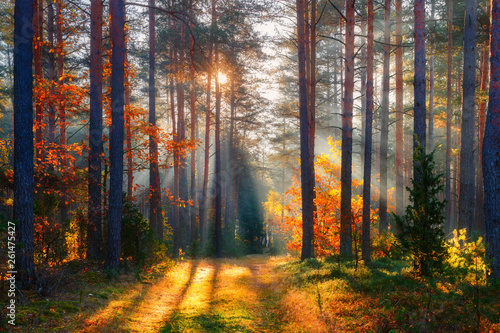 Fall forest © alexugalek