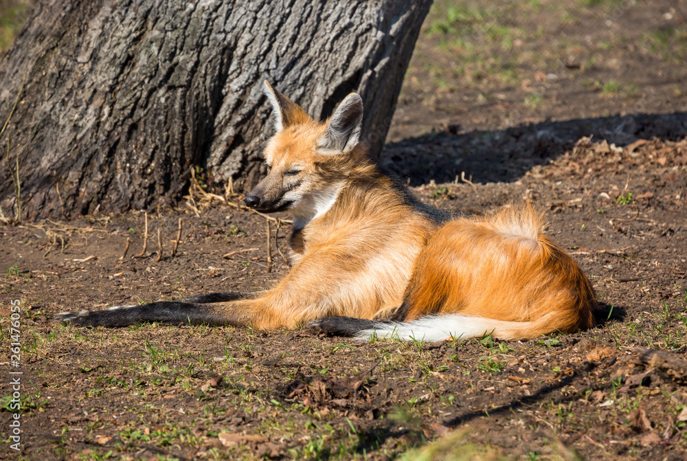 Maned wolf. He's a predatory mammal of the dog family. In Greek its name means 