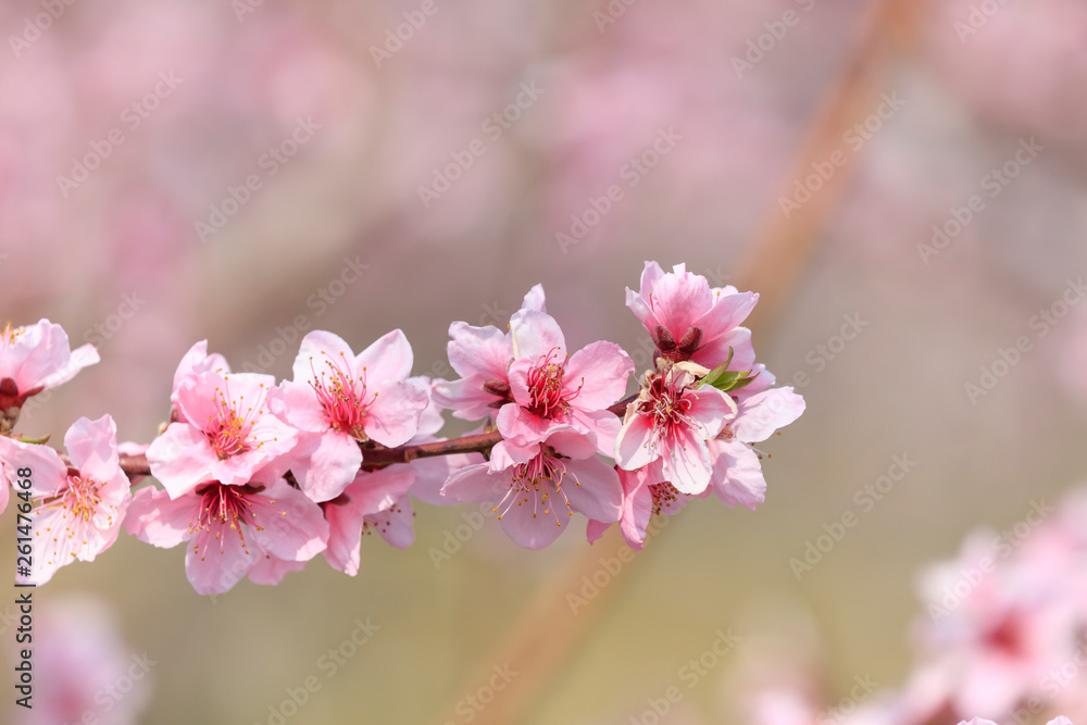 Peach Blossom - Spring of Japan -