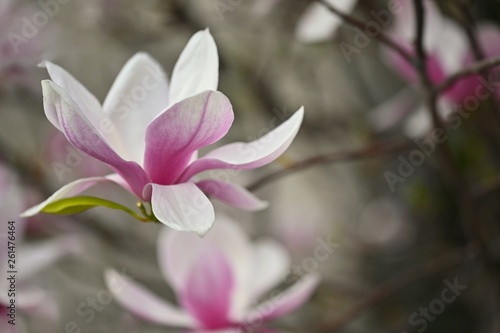 Beautifully blooming spring magnolia tree. © montypeter