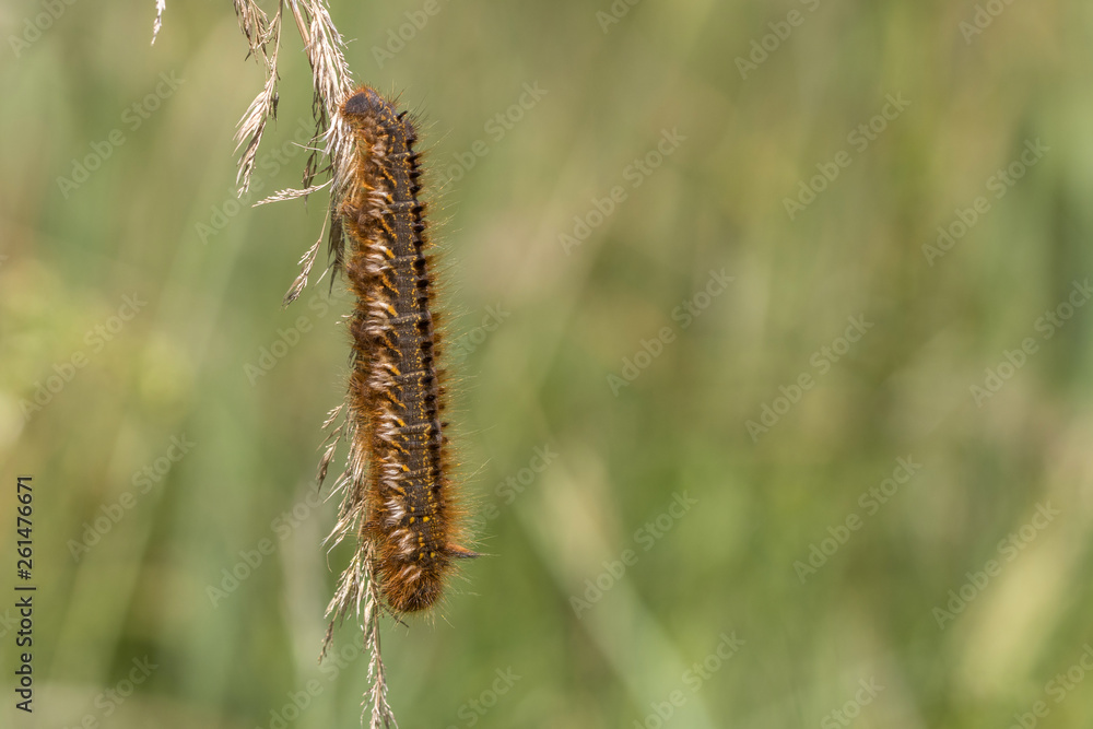 Eutrix patatoria. Caterpillar.