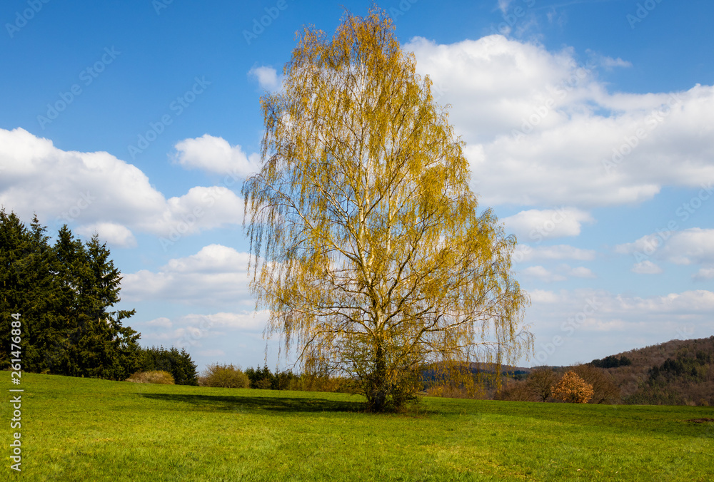 Obraz premium Blosoming Birch Tree with Clouds and blue sky in the background and green grass in the foreground