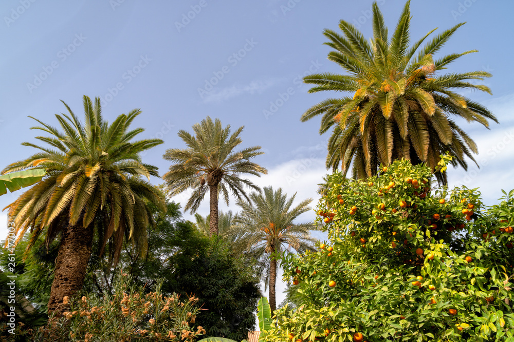 African oasis palm trees growing in sugar