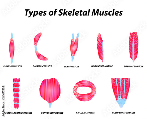 The anatomical structure of skeletal muscles. Infographic. Vector illustration on isolated background.