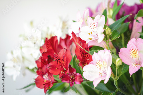 Closeup of spring pink alstroemeria flowers with soft focused green leaves on white background