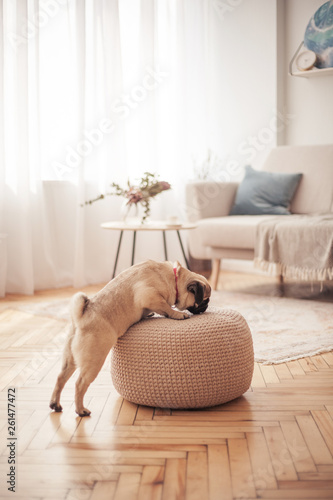 Lovely girl hugging her pug and playing with him in the house
