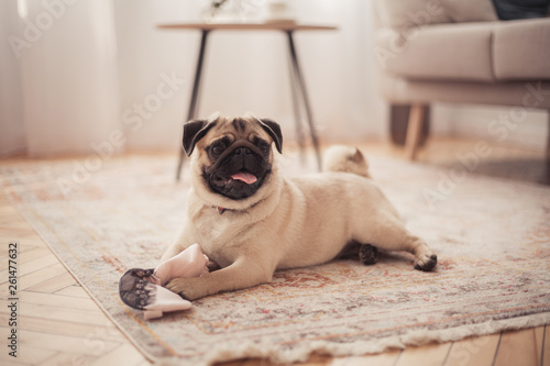  Little pug playing at home
