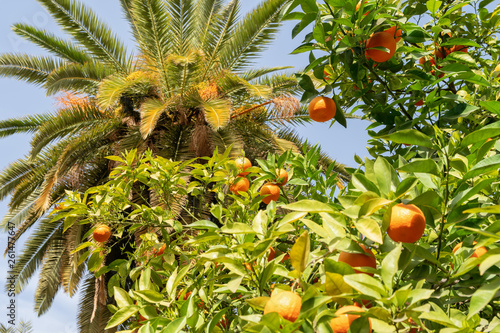 Africa morocco oranges grow among pollen trees
