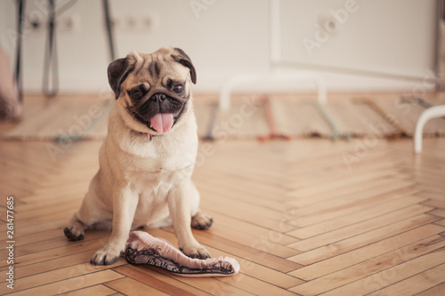  Little pug playing at home