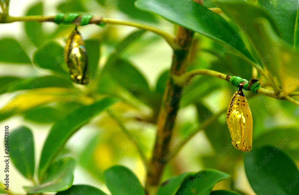 Obraz premium 金の蛹