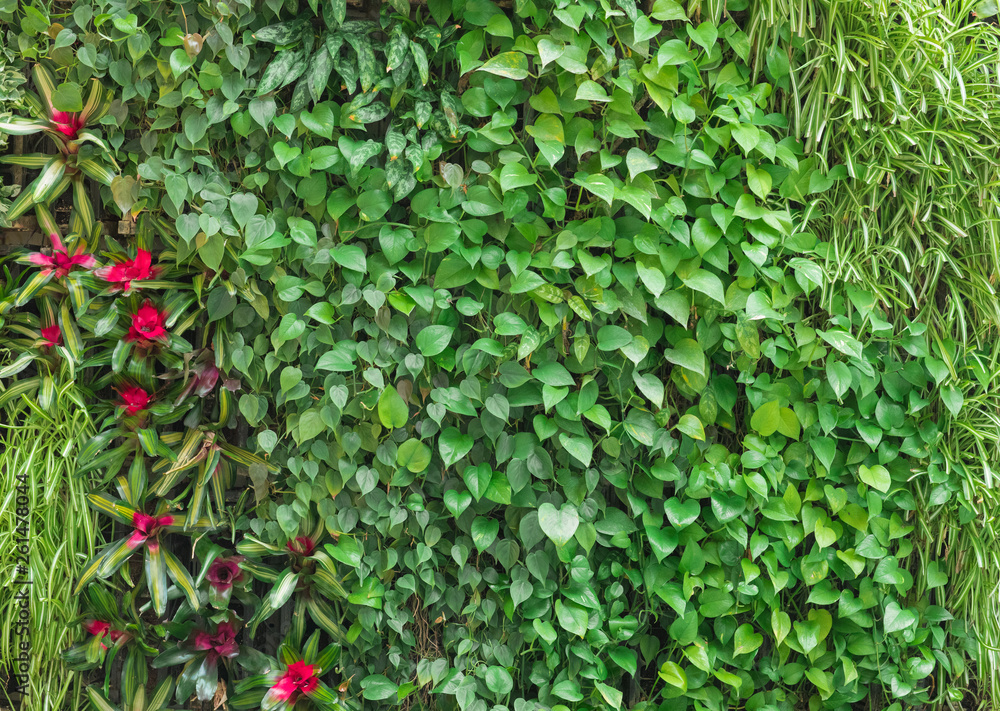 decorative green space of plants, spring tropical natural living background of leaves decorative green space of plants, spring tropical natural living background of leaves