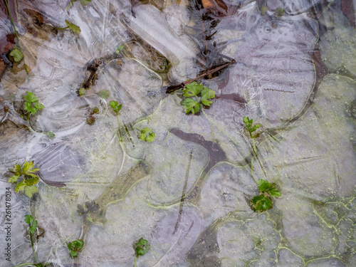 grüne Blätter auf zugefrorenem Teich