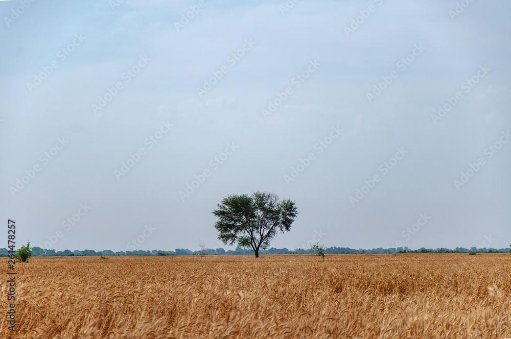 Obraz premium Single tree in the wheat field