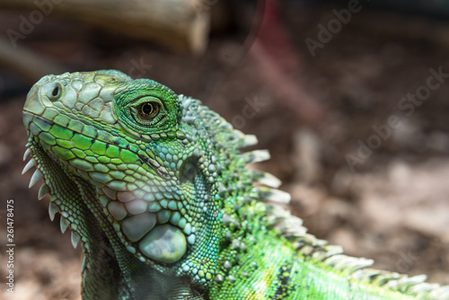portrait of a green iguana leguan