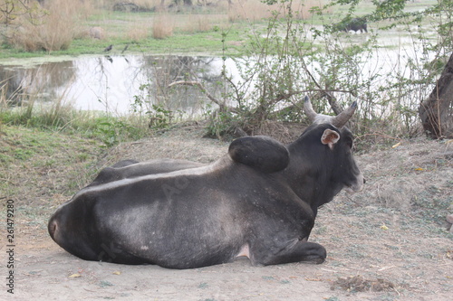 SULTANPUR BIRD SANCTUARY photo