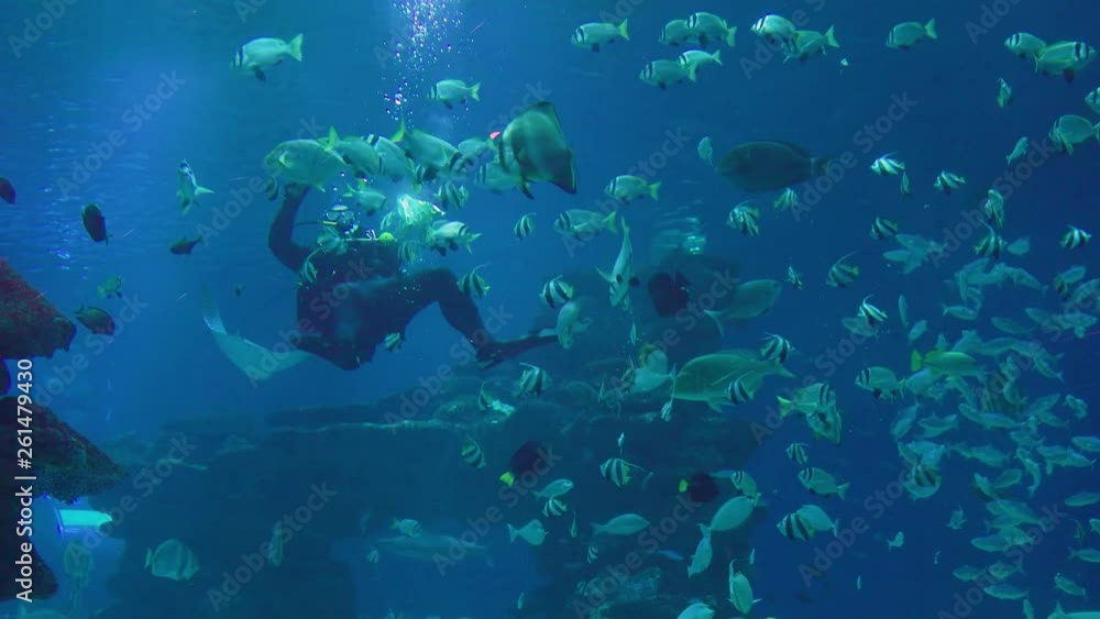 Diver at the Underwater Observatory Diver at the Underwater Observatory