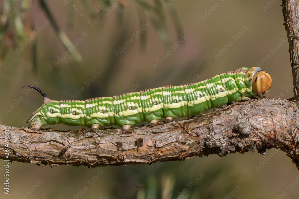 A caterpillar of Sphinx pinastri. Hyloicus pinastri.