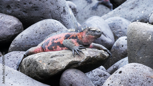 striking red colored marine iguana on isla espanola in the galapagos