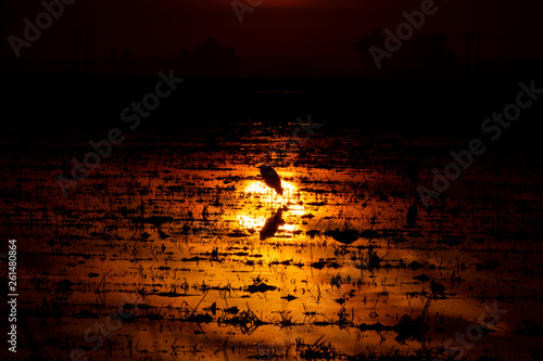 Ardea cinerea backlit over sun reflection on flooded rice field