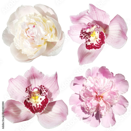 Set of orchids and peonies isolated on white background