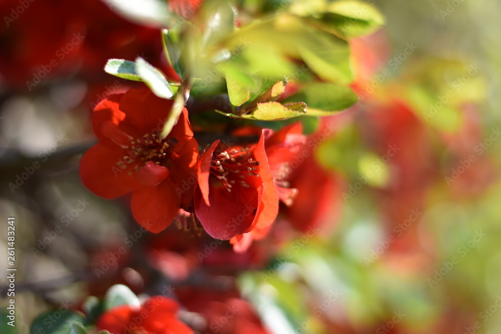 Japanische Zierquitte (Chaenomeles japonica) Japanische Zierquitte (Chaenomeles japonica)