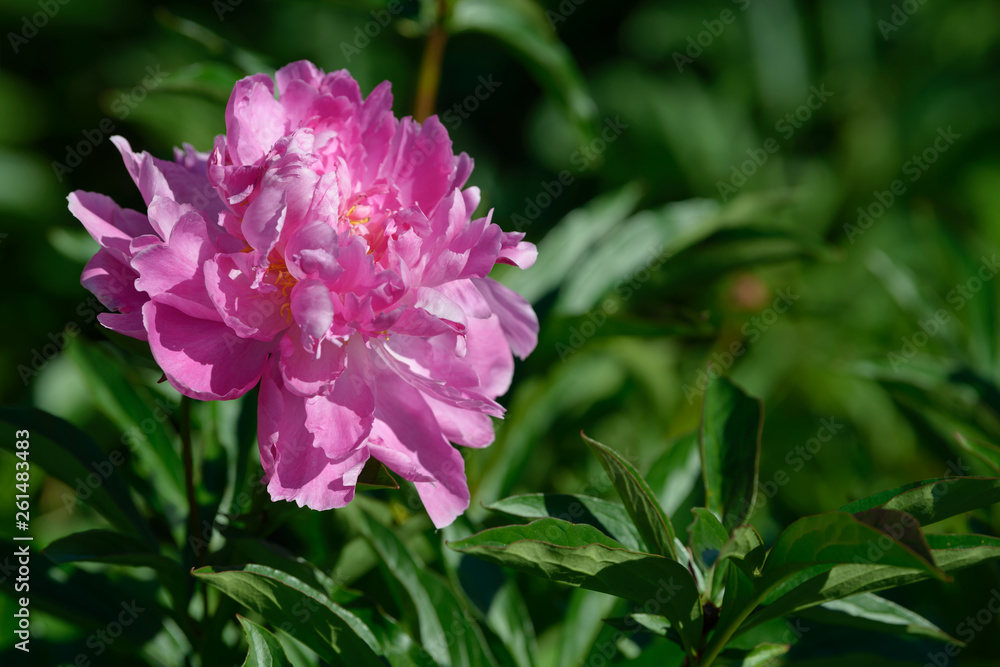 Peony flower. Red white and purple peony flowers blooming in the garden. Multicolor peonies macro closeup background. Peony flower. Red white and purple peony flowers blooming in the garden. Multicolor peonies macro closeup background.
