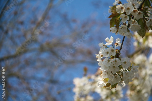 flowers in spring