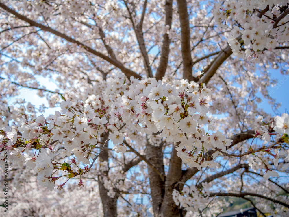 【静岡県伊豆市】満開の桜【修善寺】