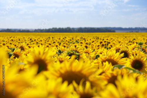 field of sunflowers