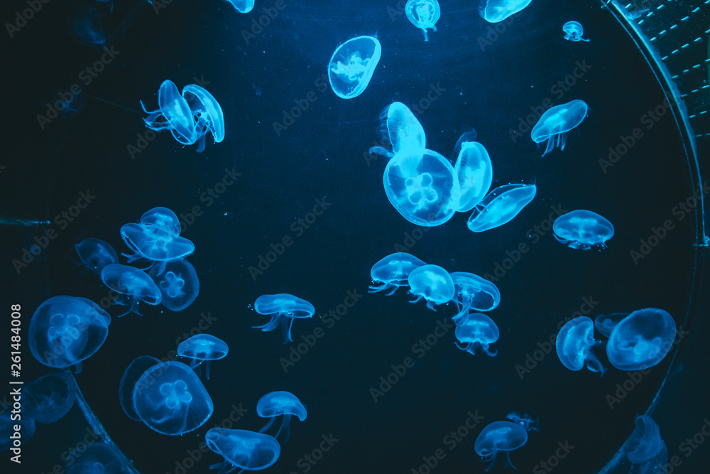 Poisonous jellyfish in the Barcelona aquarium illuminated by a blue light, Aurelia aurita Poisonous jellyfish in the Barcelona aquarium illuminated by a blue light, Aurelia aurita