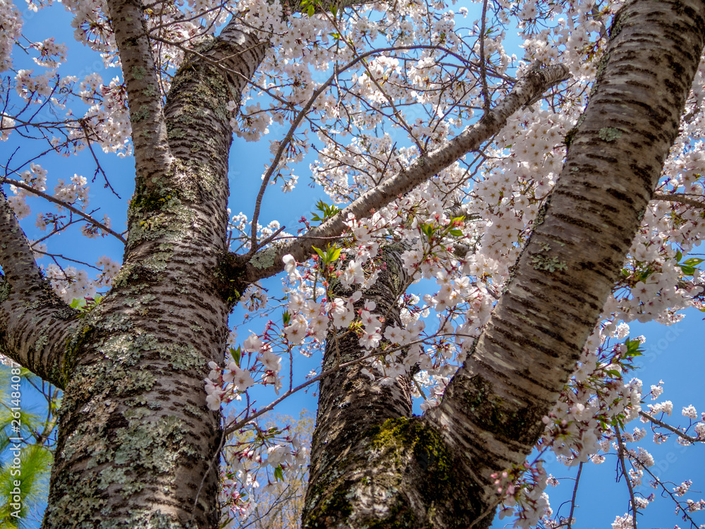 Fototapeta premium 【静岡県伊豆市】満開の桜【修善寺温泉】