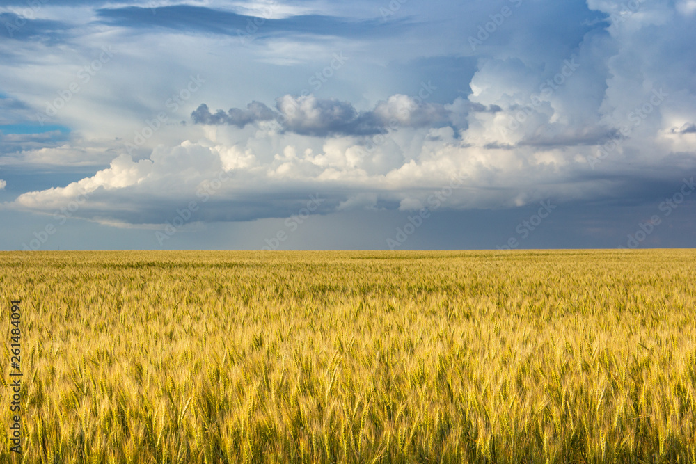 field of wheat and dramatic sky