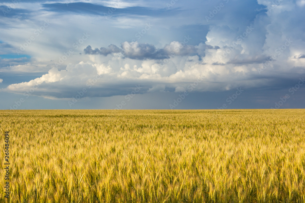 field of wheat and dramatic sky field of wheat and dramatic sky