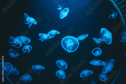Poisonous jellyfish in the Barcelona aquarium illuminated by a blue light, Aurelia aurita © Fernando